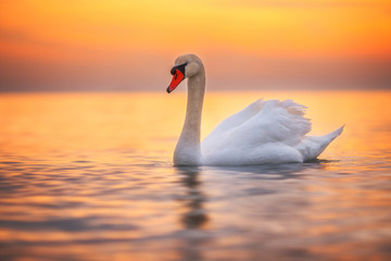Witte zwaan in het zeewater, zonsopgangschot