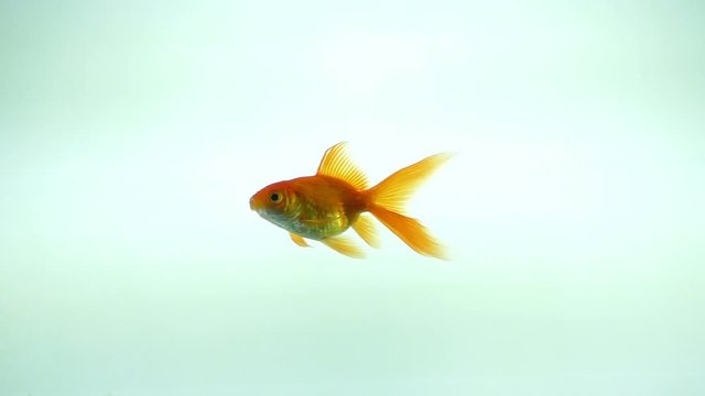 goldfish swims in the aquarium one