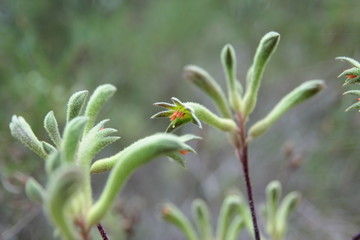 Kangaroo Paw Flower