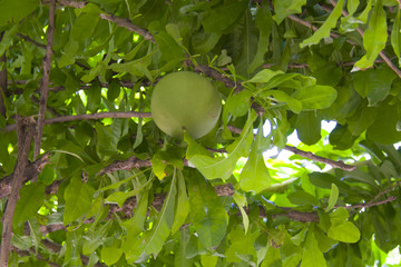 grapefruit with a single fruit