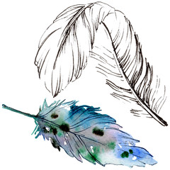 Watercolor bird feather from wing isolated. Aquarelle feather for background, texture, wrapper pattern, frame or border.