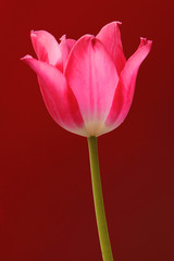 Closeup of single blooming Botanic Tulip red flower