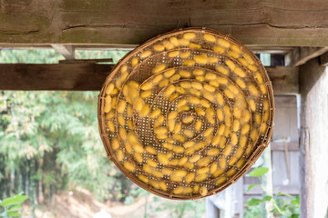 Close Up yellow silk cocoon shell with silk thread in bamboo basket.