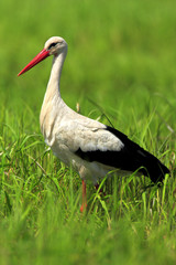 Single White Stork bird on grassy wetlands during a spring nesting period