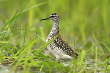 Single Wood sandpiper bird on grassy wetlands during a spring nesting period