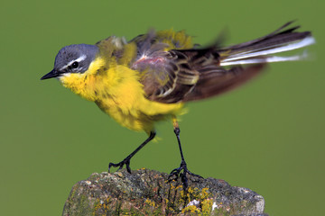 Single Yellow wagtail bird on a wooden fence stick during a spring nesting period
