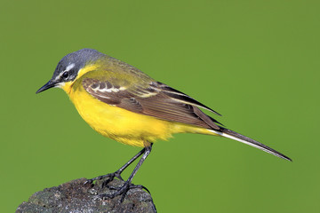 Single Yellow wagtail bird on a wooden fence stick during a spring nesting period