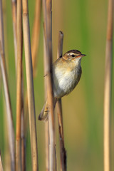 Single Sedge Warbler bird on a reed stem during a spring nesting period