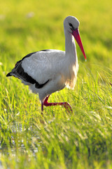 Single White Stork bird on grassy wetlands during a spring nesting period