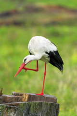 Single White Stork bird on grassy wetlands during a spring nesting period