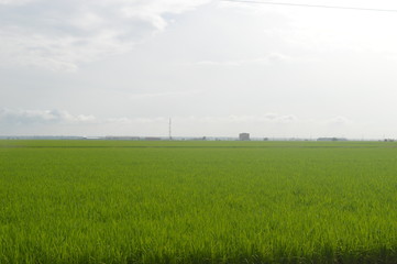 Sekinchan Padi Field