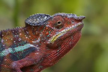 Portrait of Panther Chameleon - Furcifer pardalis in Madagascar rain forest.