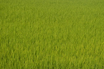 Sekinchan Padi Field