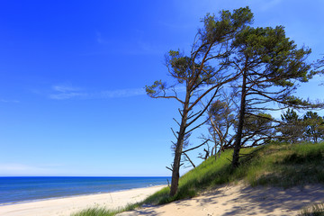 Fototapeta na wymiar Sand dunes and pine trees on a beach along the Baltic Sea shore line near Gdansk in Poland