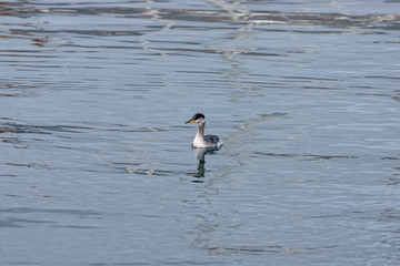 great crested grebe in winter plumage