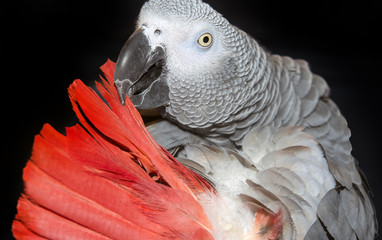 Fototapeta premium African Grey Parrot