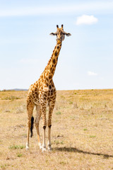 Isolated giraffe near acacia in the park of  mara Kenya
