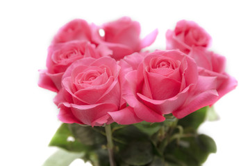 Bouquet of pink roses