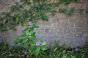 wall muro jardin