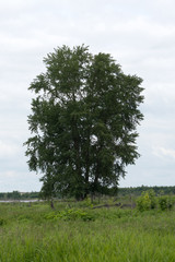 Fototapeta premium Big old aged poplar tree with burl trunk and spreading branches on river bank on sunny day Scenic summer landscape