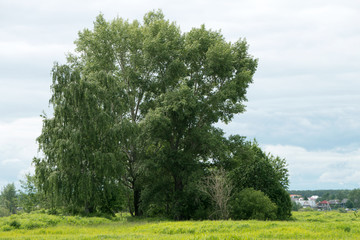The bright sun shines through the foliage of a large tree.