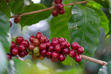 Close up Fresh organic red coffee cherries, raw berries coffee beans on coffee tree plantation with...
