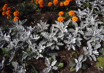 violet, purple flowers are blooming in spring and summer at sunset in town garden.