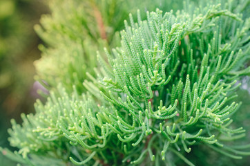 Selective focus of green fir tree branch background