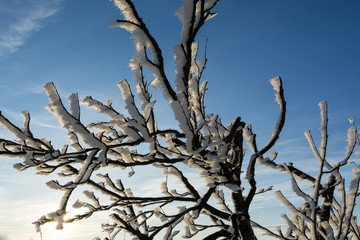 view of bush branches with icing bloated from the wind, photographed during sunset