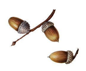 Botanical illustration of acorns