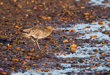 Eurasian Curlew, Curlew, Numenius arquata