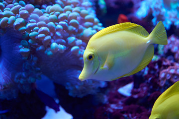 Yellow tang beside corals in aquarium