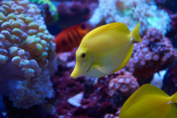Fototapeta na wymiar Yellow tang beside corals in aquarium