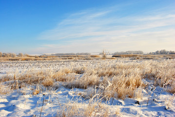First frost in field, white withered grass under snow and trees line in the horizon, blue cloudy sky