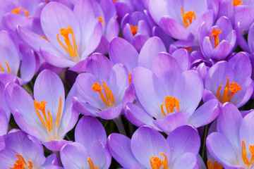 Krokus