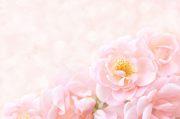 Summer blossoming delicate roses on blooming flowers festive background, pastel and soft bouquet floral card