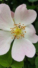Fototapeta na wymiar Bramble flower with small beetle taken in english hedgerow