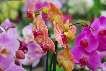 orchidee
