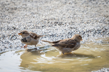 Finken beim Baden