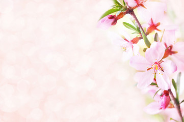 Spring blossom/springtime cherry bloom, toned, pink almond flowers background, pastel and soft floral card, toned