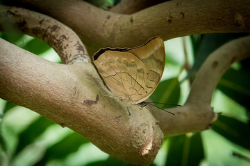 Schmetterling mit geschlossenen Flügeln