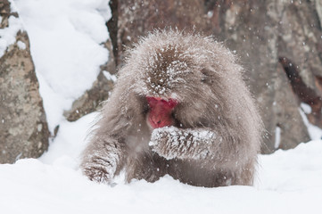 Snow monkey at Jigokudani snow monkey park.Japan