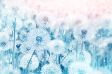 Beautiful wildflowers dandelions in the rays of the spring sun