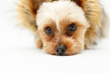 ヨークシャーテリア