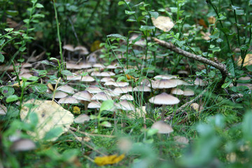 Obraz na płótnie Canvas Leśne grzyby