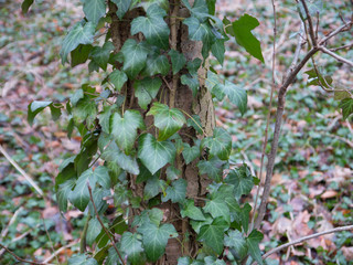  Green creepers  © Avaru