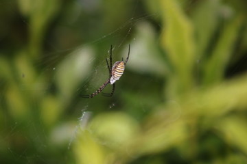 Argiope trifasciata