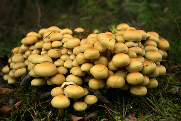 Leśne grzyby