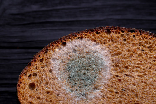 Bread with mould, composite image - Stock Image - F025/0148 - Science Photo  Library