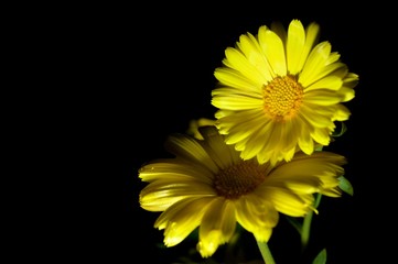 yellow flower on the mirror
